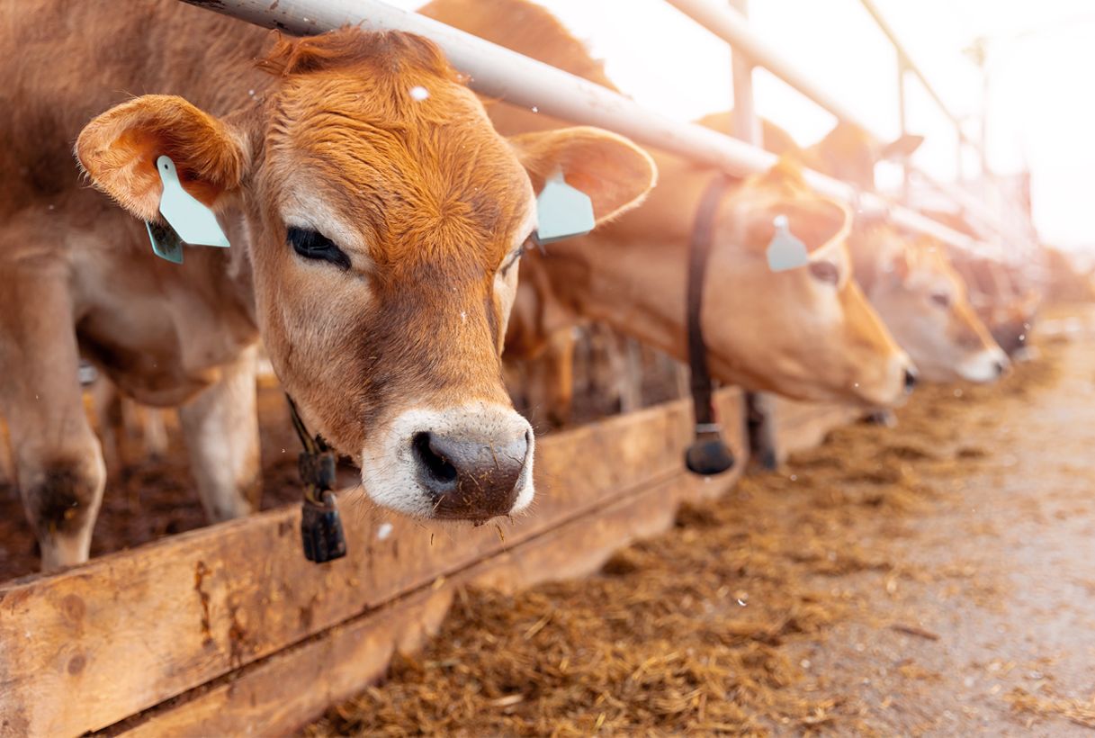 Vorschaubild des Beitrags: “Start von LIPA AGRICULTURE <span>– LIPA TECHNOLOGIE GMBH übernimmt Farming-Produktsparte von Pacelum.</span>”